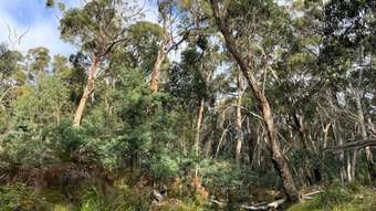 Farm Property for Sale -  Hardings Road Nulla Vale VIC 3435