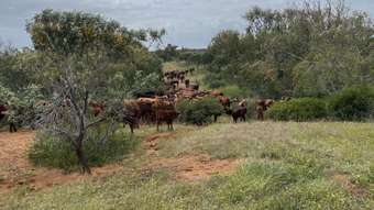 Farm Property for Sale - 150 Percy Road Bowes WA 6535