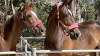 Farm Property for Sale - 38 Elizabeth Place Karragullen WA 6111