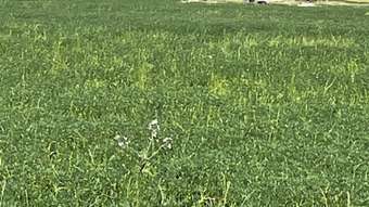 Farm Property for Sale - Chesters Kalguddering East Road Wongan Hills WA 6603