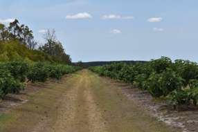 Farm Property for Sale - 135 Newlands Road North Gregory QLD 4660