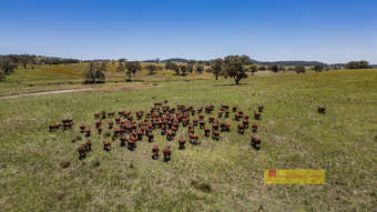 Farm Property for Sale - 735 Kaludabah Road Mudgee NSW 2850