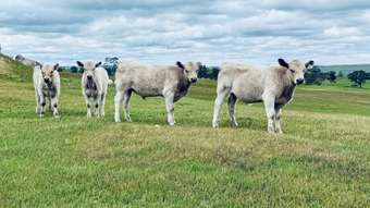 Farm Property for Sale - Lot 115 Mcgormans Road Tungkillo SA 5236