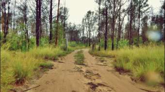 Farm Property for Sale - 22  Violet Road Millmerran Downs QLD 4357