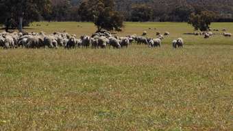 Farm Property for Sale - Moondaminn Rees Road Beaufort River WA 6394