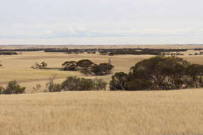 Farm Property for Sale - 1523 Geranium North Road Geranium SA 5301