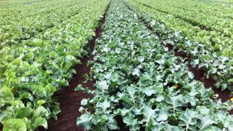 Farm Property for Sale - 94 Sam Road Ascot QLD 4359