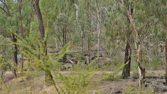 Farm Property for Sale - 285 SALAKS ROAD Coonabarabran NSW 2357