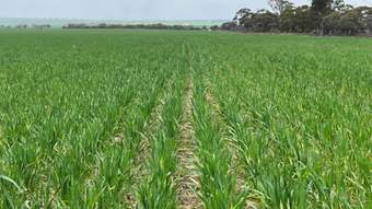 Farm Property for Sale - . &amp;apos;GBs&amp;apos; Koorda WA 6475