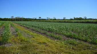 Farm Property for Sale - 205 Dunwold-Cattle Creek Road Mirani QLD 4754