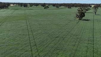 Farm Property for Sale - 1878 Cannawigara Road Bordertown SA 5268