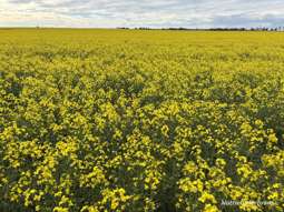 Farm Property for Sale - . 'Yetelling' Bencubbin WA 6477