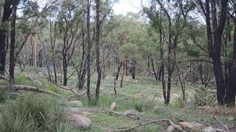 Farm Property for Sale -  "Dalys Creek" Mount Mackenzie Road Tenterfield NSW 2372