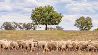 Farm Property for Sale - Nevada Par ,Gee Lane Wattamondara NSW 2794