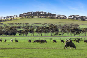 2125 Barrabool Road Mount Moriac VIC 3240