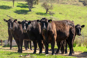 Farm Property for Sale - 401 & 407 Dry Creek Road Orange NSW 2800