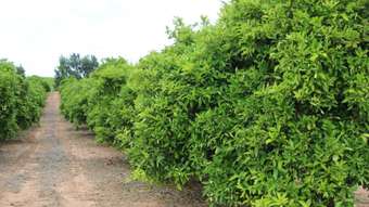 Farm Property for Sale - 167 William Morgan Road Golden Heights SA 5322