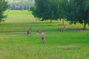 458 Farrawells Road Telegraph Point NSW 2441