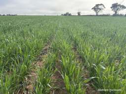 Farm Property for Sale - . 'Solitude Farm' Trayning WA 6488