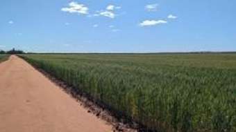 Farm Property for Sale - "Fox& Koorda-Bullfinch Road Warralakin WA 6421