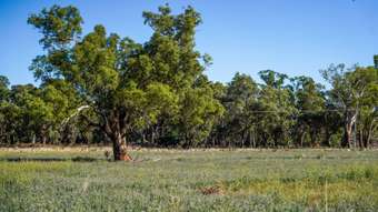 Farm Property for Sale - 434 Curra Creek Road Wellington NSW 2820