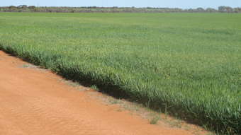 Farm Property for Sale - Lakeview Aggregation North Bodallin WA 6424