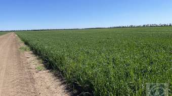 Farm Property for Sale - Billa Billa QLD 4390