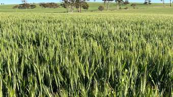 Farm Property for Sale - . &amp;apos;Haythornthwaites&amp;apos; Lease Quairading WA 6383
