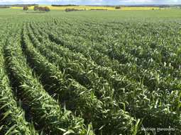 Farm Property for Sale - . 'Sperwill Springs' part LOT 57 Kwolyin WA 6385