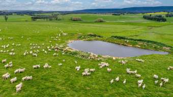 Farm Property for Sale - 2390 Mid Western Highway Cowra NSW 2794