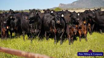 Farm Property for Sale - 'Top Walga Top Walga Road, Warrumbungle NSW 2828