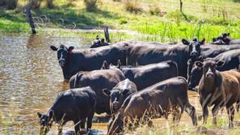 Farm Property for Sale - 3899 Belubula Way Canowindra NSW 2804