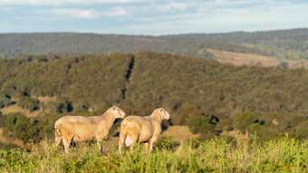 Farm Property for Sale - 4889 Trunkey Road Bathurst NSW 2795