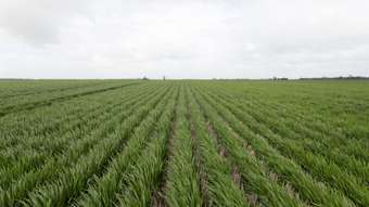 Farm Property for Sale -  Donald Murtoa Road Kewell VIC 3390