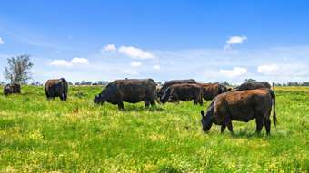 Farm Property for Sale -  Freshwater Hole Road The Heart VIC 3851