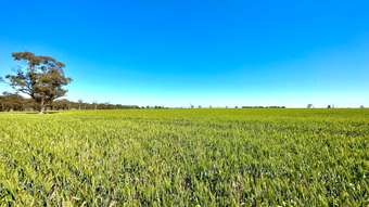 Farm Property for Sale - 1924 Rowney Road Mundulla SA 5270