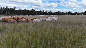 Farm Property for Sale - 709 Nobbs Road, Burra Burri Chinchilla QLD 4413