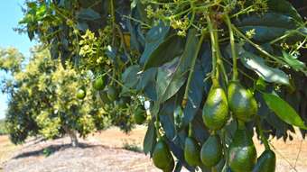 Farm Property for Sale - 420 Chewko Road Mareeba QLD 4880