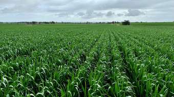 Farm Property for Sale - 12752 Great Eastern Hwy Cunderdin WA 6407