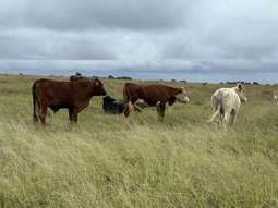 Farm Property for Sale - Lot 125 Mount McEuen Road Hivesville QLD 4612