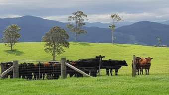 Farm Property for Sale - 1420 Ebsworth Road Glen Martin NSW 2321