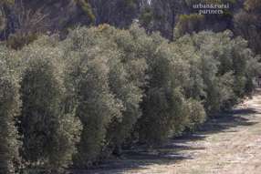 Farm Property for Sale - 1575 Kringin Road Karte SA 5304