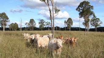 Farm Property for Sale - Cedarton QLD 4514