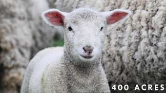 Farm Property for Sale - 37 Ridgway Road Lameroo SA 5302