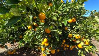 Farm Property for Sale - 1058 Kidman Way Hanwood NSW 2680