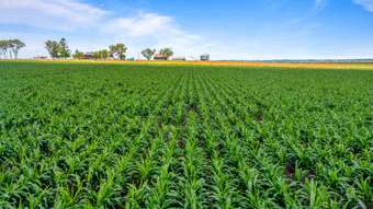 Farm Property for Sale - 365 Rickert Road Nobby QLD 4360