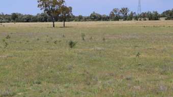 Farm Property for Sale -  WESTGRIFF Jackson QLD 4426