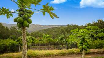 Farm Property for Sale - 272 Mossy Bank Road Eudlo QLD 4554