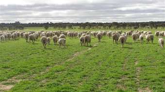 Farm Property for Sale - 375 KENT ROAD Bodallin WA 6424