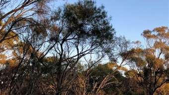 Farm Property for Sale - LOT 72 GREAT NORTHERN HIGHWAY  Yarawindah WA 6509